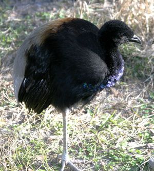 회색날개나팔수리(grey-winged trumpeter), 이 지역에서 흔히 볼 수 있는 종