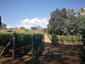 폼페이의 '포로 보아리오'(Foro Boario) 포도밭, 화산 폭발 당시와 같이 다시 심어짐