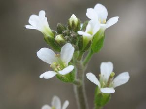 애기장대(Arabidopsis thaliana)는 최초로 유전체가 해독된 식물이다.