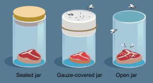 레디의 1668년 자연 발생설 반박 실험 그림