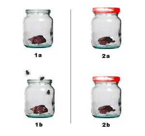  무생물 발생에 대한 레디의 실험을 현대적으로 재현한 그림