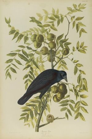 오듀본이 그린 미국까마귀, 브루클린 박물관