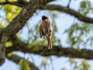 버려진 낚싯줄에 걸려 죽은 로빈