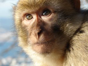 바바리마카크(Barbary macaque)