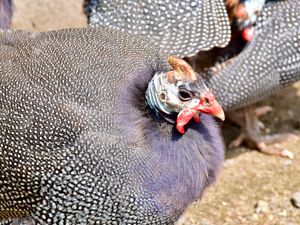 미국 남부의 노예들은 아프리카산 기니포울을 밥과 함께 요리했는데, 이는 사하라 사막 이남 아프리카의 식습관에서 흔히 볼 수 있는 조합이다.