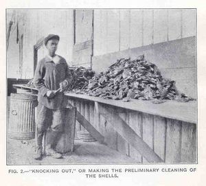 체사피크 만에서 게 껍질을 청소하는 젊은 흑인 미국인