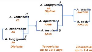 귀리 조상. 일반 귀리(Avena sativa)를 포함한 육배체 종이 이배체 및 사배체 종에서 유래하는 과정을 보여준다.