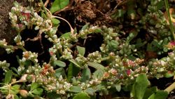 애기여뀌(Polygonum plebeium)