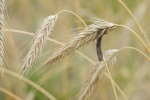 호밀에 자라는 독성이 있는 맥각균