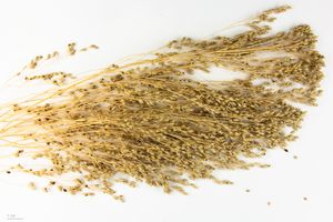 Panicum miliaceum 식물 표본