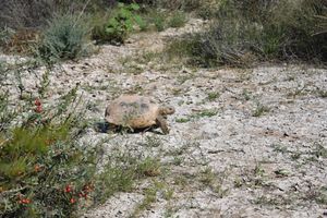 마피미 생물권 보전지역의 사막거북
