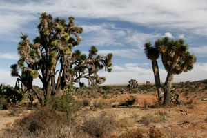 주에 있는 유카 데시피엔스(Yucca decipiens)
