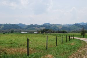 팔렌케 근처 목장