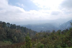시에라 노르테의 우아우친항고(Huauchinango) 근처 소나무 숲
