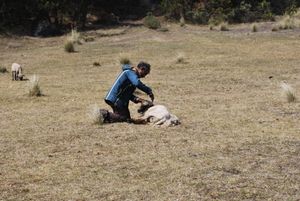 사카틀란 근처에서 양털깎기