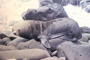 과달루페 물개(Guadalupe fur seal) (Arctocephalus townsendi)