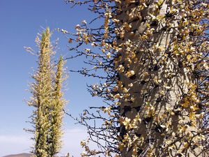 Fouquieria columnaris