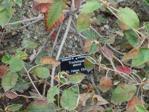 캠브리지대학교 식물원의 세인트헬레나 에베누스 (Trochetiopsis ebenus)