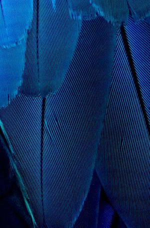 파란색과 노란색 아라(blue-and-yellow macaw)의 깃털 구조