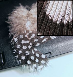 기니포울의 윤곽깃털