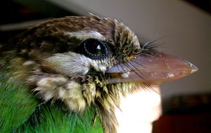 흰뺨바브의 부리털