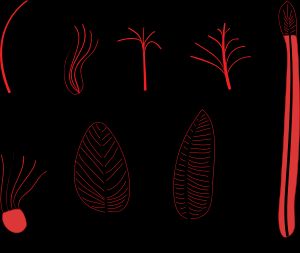 깃털 진화 단계를 보여주는 다이어그램. 베이피아오사우루스는 1단계와 2단계에 해당한다.