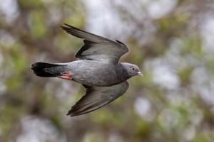 비행 중인 비둘기. 뛰어난 방향 감각과 비행 속도 덕분에 집비둘기는 장거리에 걸쳐 소형 물체를 전달하는 신뢰할 수 있는, 때로는 유일한 방법이었다.