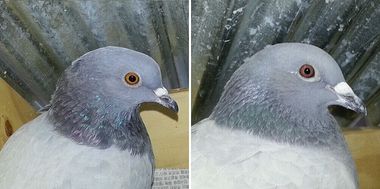 집비둘기(왼쪽)과 바위비둘기(오른쪽)