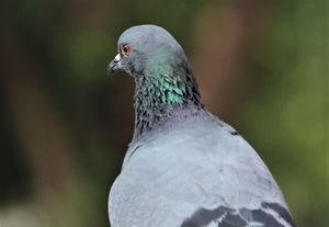 찬디가르, 인도에서 촬영한 사진으로, 각색 현상이 목 전체를 감싸고 있음을 보여줌