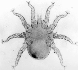 비강 진드기인 Tinaminyssus melloi