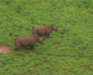 공원의 북부흰코뿔소