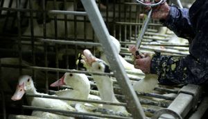 유럽에서 개별 우리 사용 금지 이후 주요 사육 시스템인 집단 우리