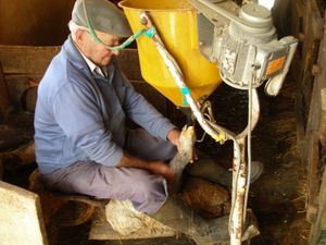 현대식 강제 급여(가바주) 과정