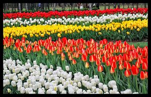 터키의 생생한 튤립은 이 사랑받는 꽃과의 깊은 역사적, 문화적 연관성을 상징합니다.