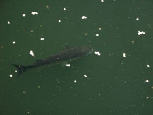 시즈오카현 야이즈시 고이시카와 강 하구 부근에서