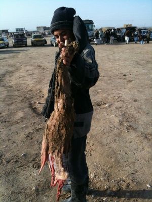 부즈카시에 사용되는 염소의 머리가 없는 시체