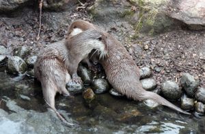 핀란드 헬싱키 코르케아사리 동물원의 수달 두 마리
