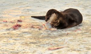 물고기를 먹는 수달
