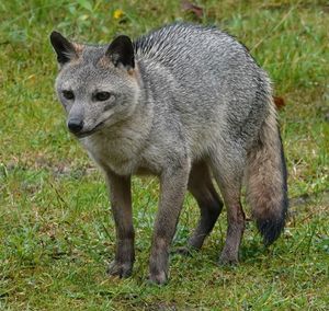 남아메리카 종인 게잡이여우