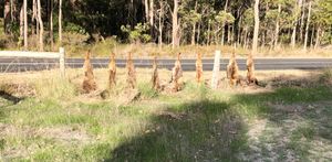 카번업에 있는 죽은 여우들