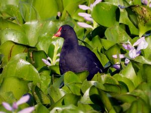 인도-태평양 쇠물닭