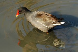 아프리카 쇠물닭