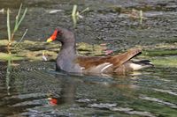 물 위를 헤엄치는 흰뺨검둥오리