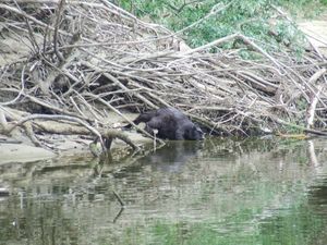 폴란드의 비버 댐