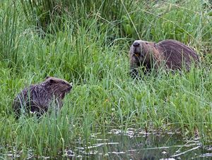 테이 강가의 새끼와 함께 있는 유라시아 비버