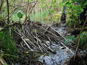 비버 댐, 스코틀랜드