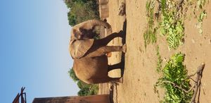 요스 야생동물 공원의 코끼리