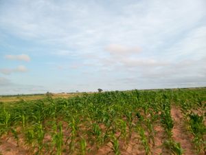 아코의 옥수수 농장, 곰베주, 나이지리아