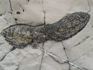 터키 아크차코자의 연성 석회암 내에 있는 처트 결절