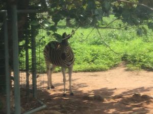 국립 어린이 공원 및 동물원